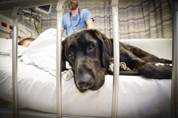 Loyal dog won't leave autistic boy's side Came with legal consent to run the pics without consent from the parents. "As discussed, I think we can use these pics. Even if IPSO code is an issue, these have been posted by him and the hospital would have got parental consent. Karen Johnson " Taken from: https://www.facebook.com/photo.php?fbid=827798264032621&set=a.827798170699297.1073741827.100004073646464&type=3 Credit: Louise Goossens/ Wellington Children's Hospital