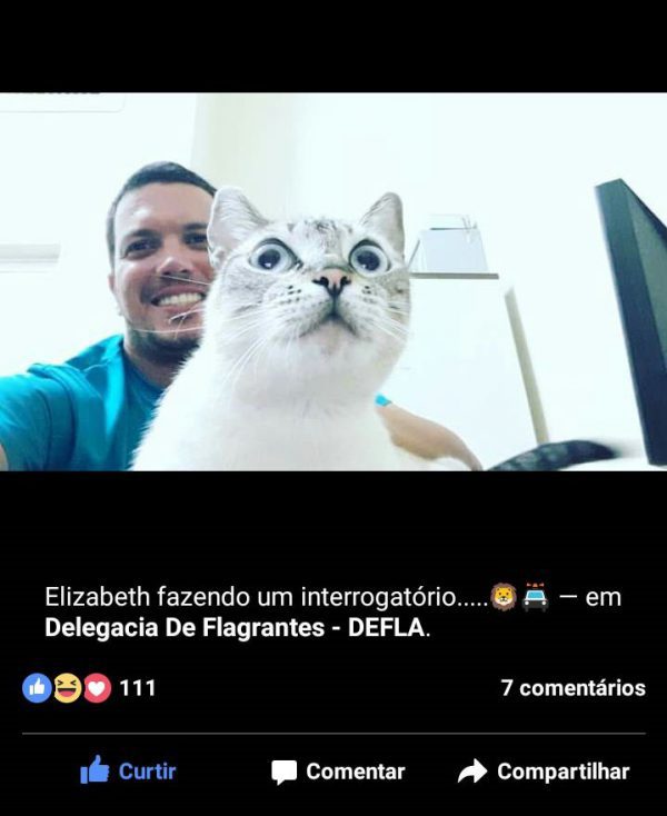 gatos-delegacia-2