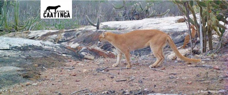 Foto: Bruno Bezerra / Bichos da Caatinga