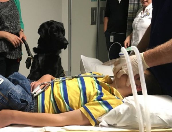Foto: Reprodução / Facebook / Assistance Dogs New Zealand