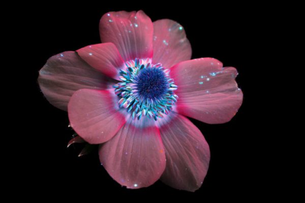 flores-0