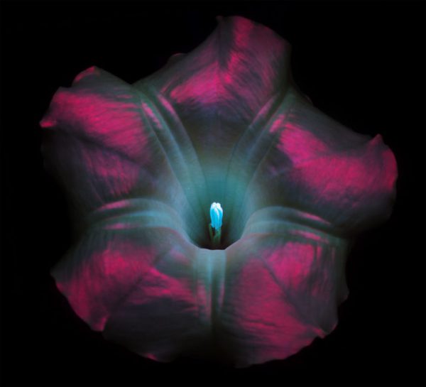 flores-2