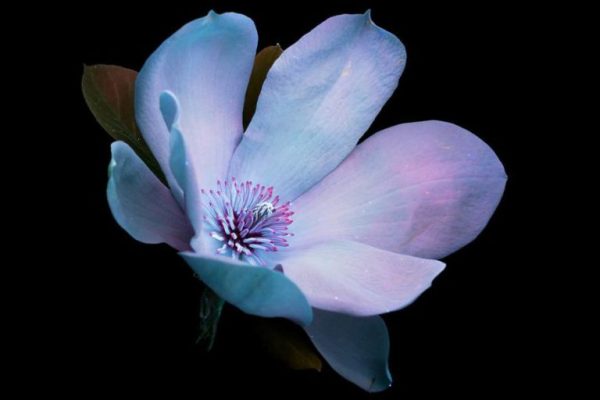 flores-3