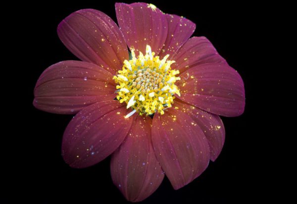 flores-9