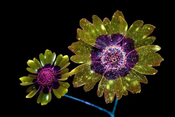 flores-cores-2
