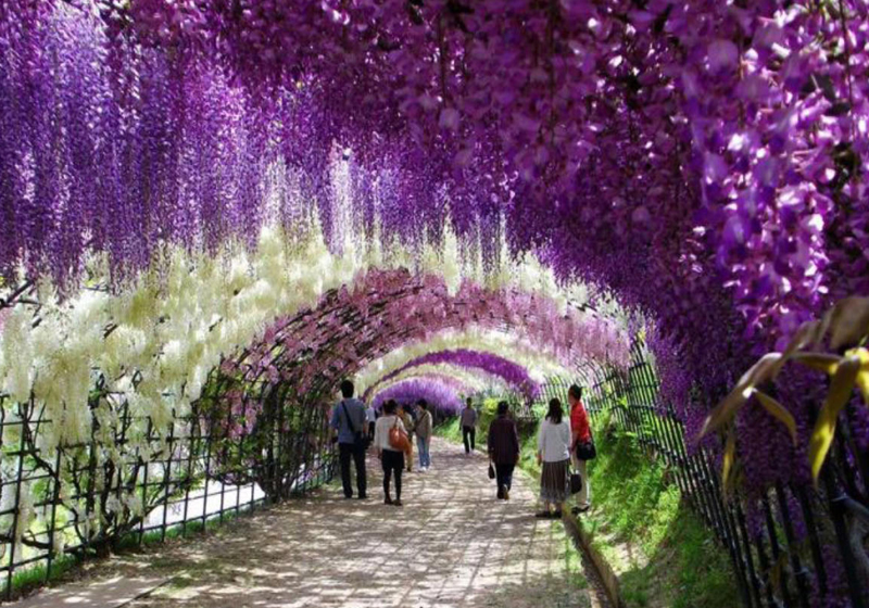 tunel_wisteria2