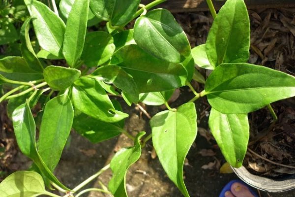 Guaco, combate tosse e reumatismo - Foto: TuaSaÃºde