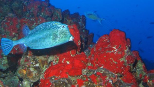 Peixe azul - Foto: João Luiz Gasparini/Divulgação