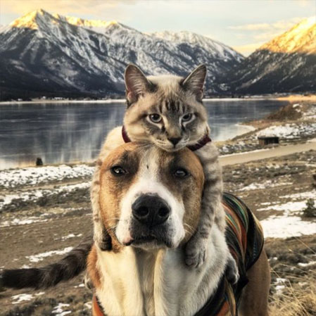 cao_gato4