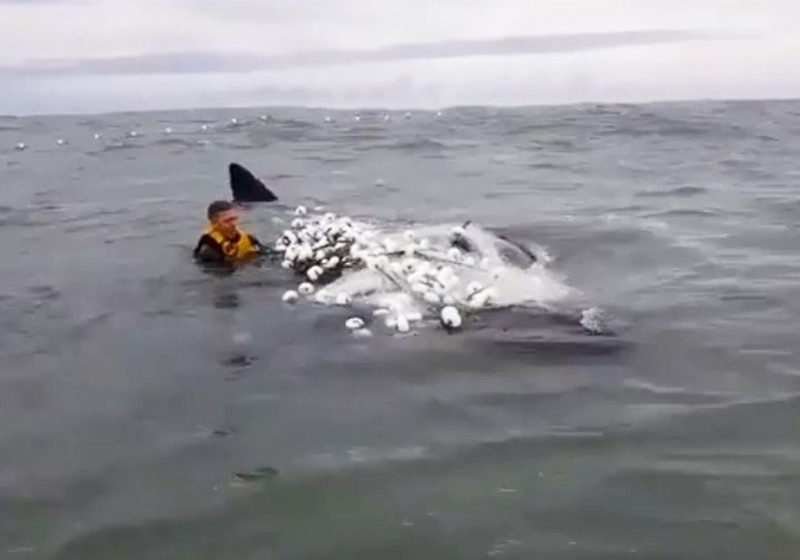 Resultado de imagem para FOTOS DE BALEIA