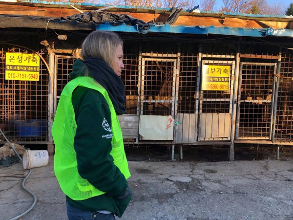 Abatedouro fechado em Seongnam - Foto: AFP/Humane Society International