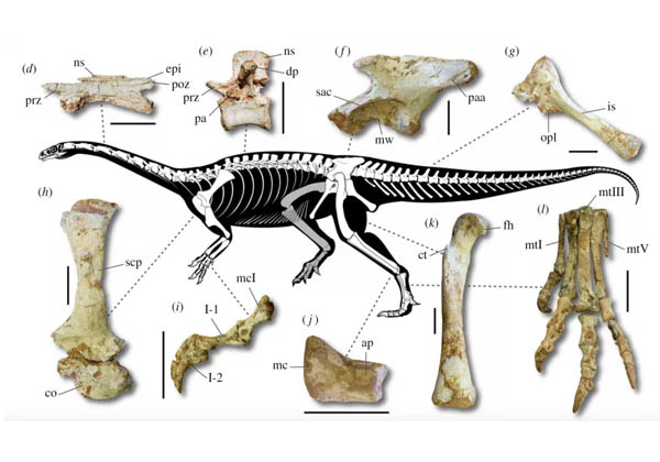 Macrocollum itaquii ou dinossauro brasileiro Foto: Divulgação