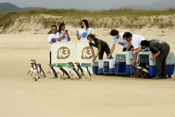 Foto: Nilson Coelho/Divulgação