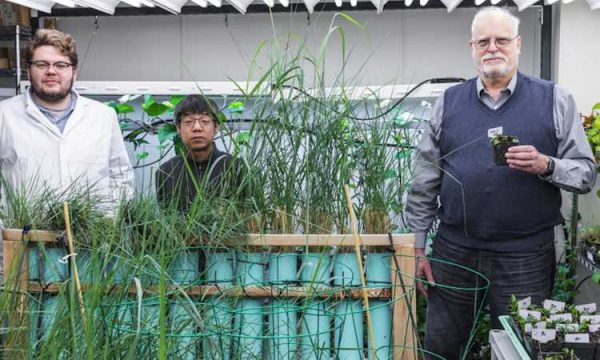 Routsong, Zhang e Mark Stone - Foto: Universidade de Washington