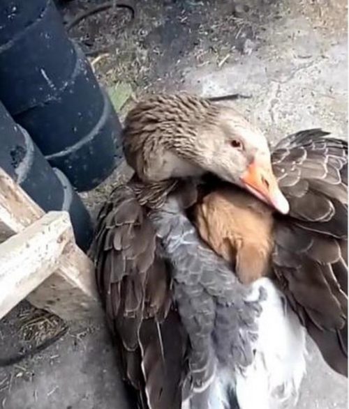 pato-cao-frio-2