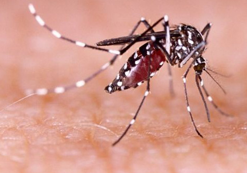 Aedes Agypti, transmissor da dengue, zika e chikungunya - Foto: Getty/BBC