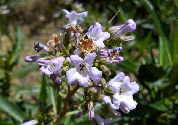 Eriodictyon californicum Foto: Divulgação