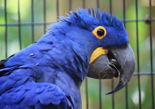 Arara azul - Foto: ilusionviajera