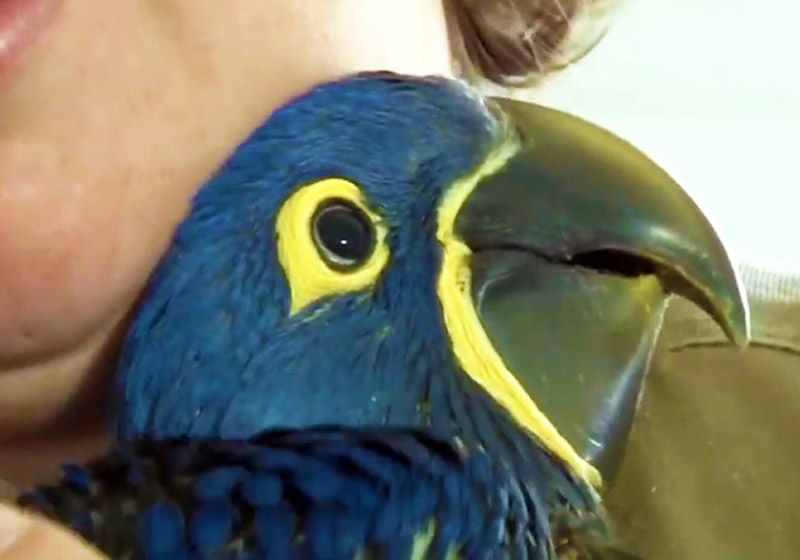 Foto: reprodução / Tv Andradas ANTV