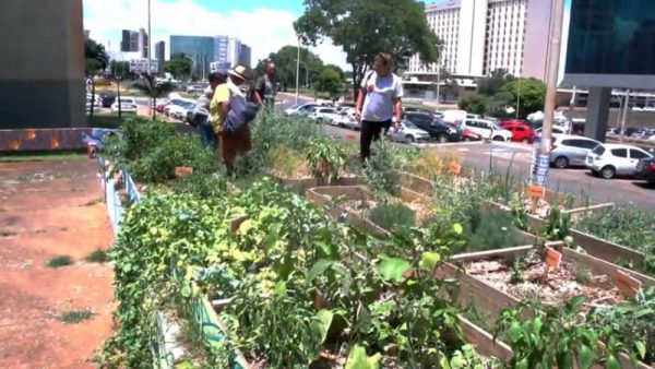 Horta Linda, SCS /Brasília - Foto: reprodução Momento Ambiental