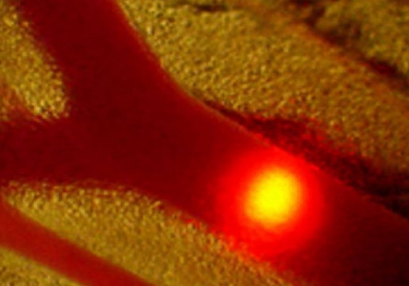 O dispossitivo a laser nos vasos sanguÃneos (aqui, em um rato) pode detectar células circulantes escassas. Foto: Universidade de Arkansas