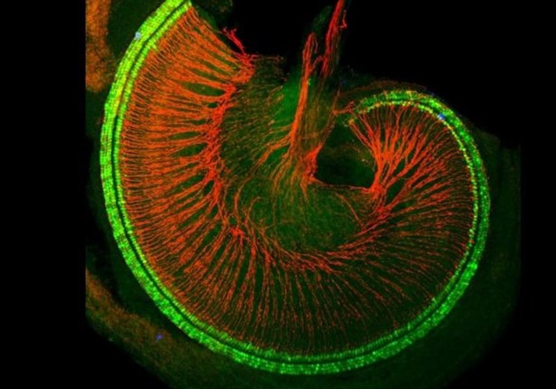 Cóclea de camundongo com células ciliadas mostradas em nervos verdes e auditivos mostrados em vermelho. Foto pelo laboratório de Doetzlhofer / medicina de Johns Hopkins