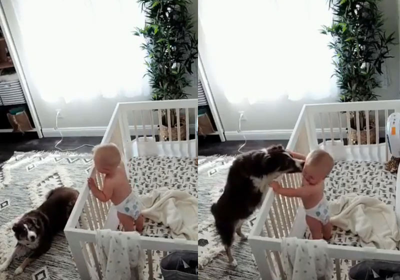 Dodger e Ryan - Fotos: reprodução / Instagram / @jessklorman
