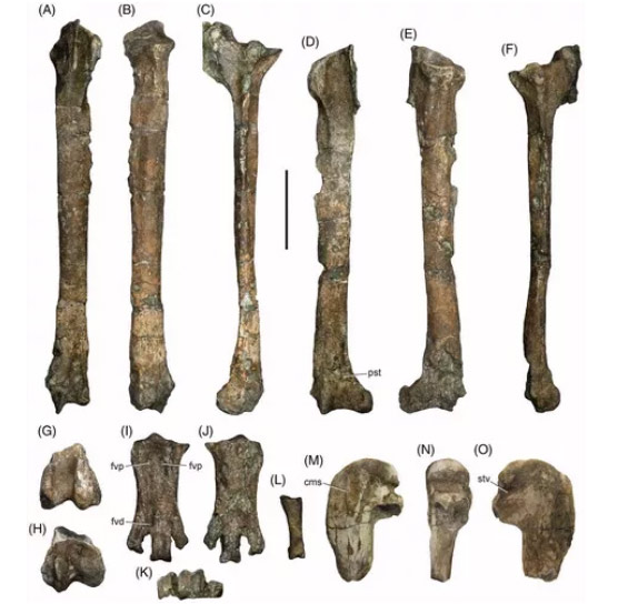 Ossos das pernas e dos braços do pinguim gigante - Foto: Vanesa De Pietri et al