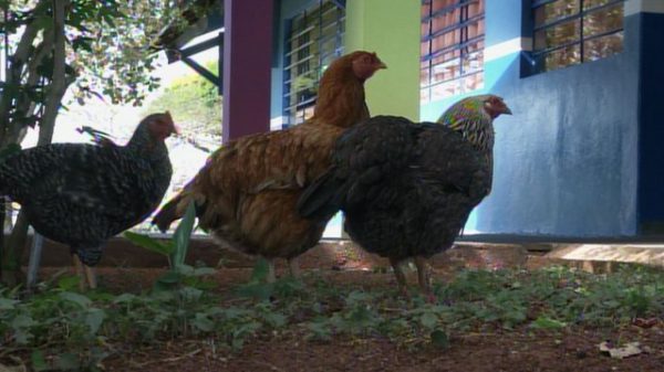 Foto: Reprodução/TV TEM