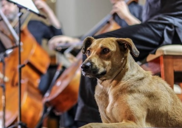 Cão quietinho na missa Foto: reprodução