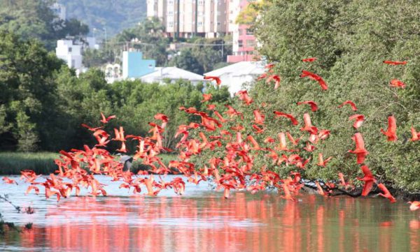 agrandeartedeserfeliz.com - “Flamingos” voltam após 200 anos e encantam Florianópolis