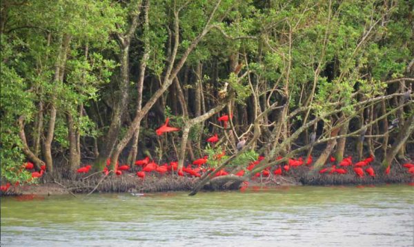 agrandeartedeserfeliz.com - “Flamingos” voltam após 200 anos e encantam Florianópolis