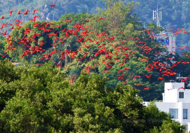 Flamingos vistos em Florianópolis - Foto: divulgação / Fernando Farias