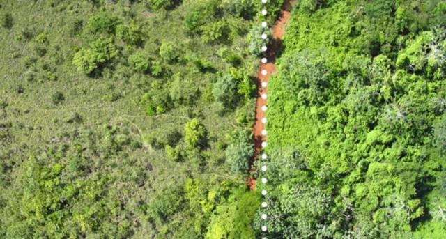 Área fertilizada com cascas de laranja (dir) Foto: Tim Treuer