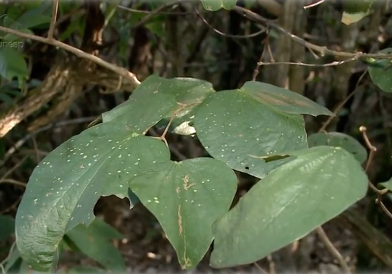 Pata De Vaca E Plantas Do Cerrado Comeca Estudo Medicinal So