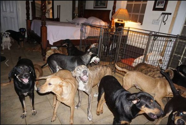 Cães protegidos no quarto - Foto: redes sociais