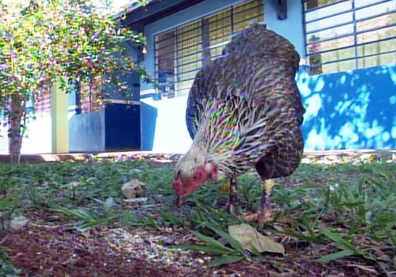 Resultado de imagem para fotos  Galinhas doadas combatem escorpiões em escola e conquistam alunos