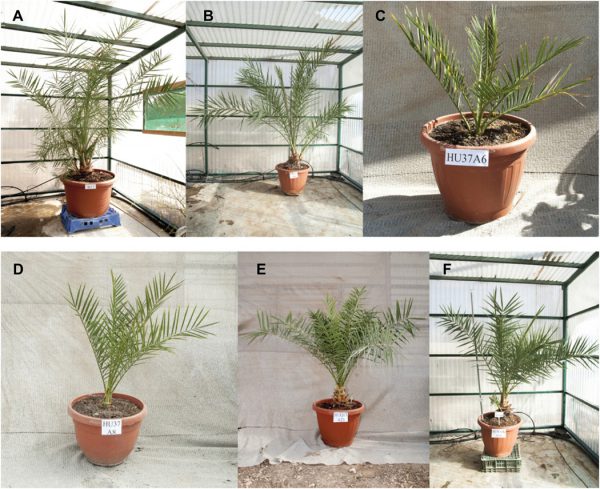 Mudas plantadas com as sementes de 2 mil anos - Foto: Science Advances