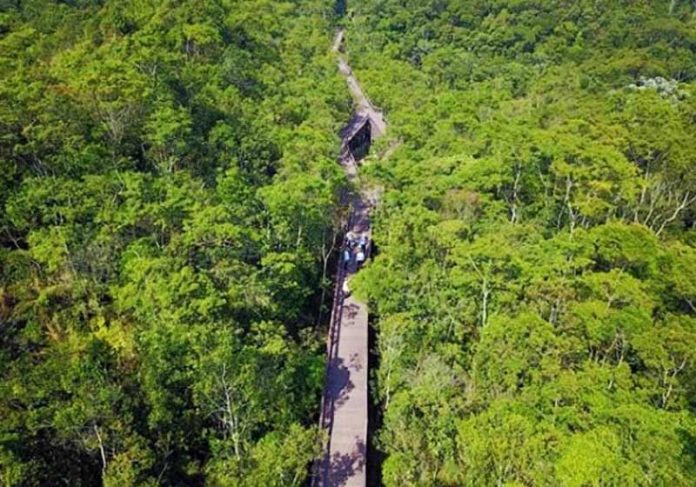 trilha-suspensa-close Trilha do Parque Ecológico Imigrantes - Foto: reprodução / Instagram