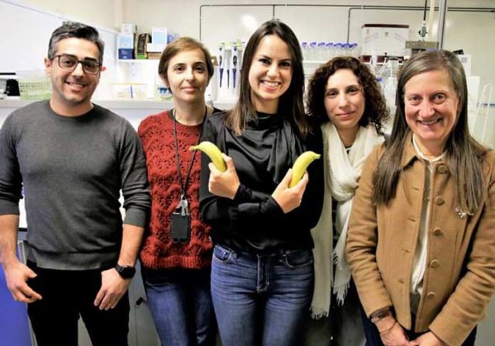 casca-banana-close Pesquisadores da Universidade de Aveiro - Foto: reprodução / Jornal de Negócios