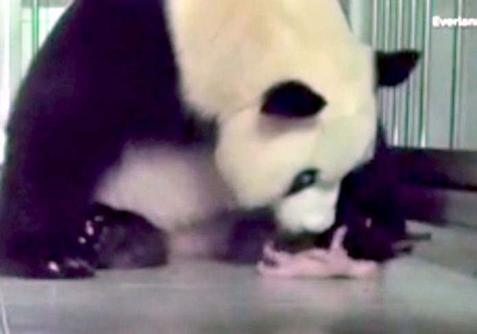 bebe_panda_video Foto: Zoológico Everland Park