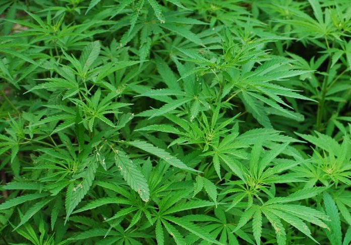 cannabis_plantacao Foto: Pixabay