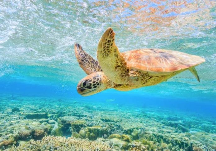 tartarugas-verdes-close Foto: Michael Smith ITWP/Shutterstock