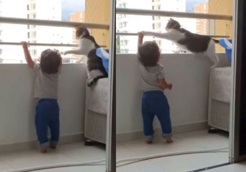 Gato protege criança e não deixa subir na grade do apartamento: vídeo