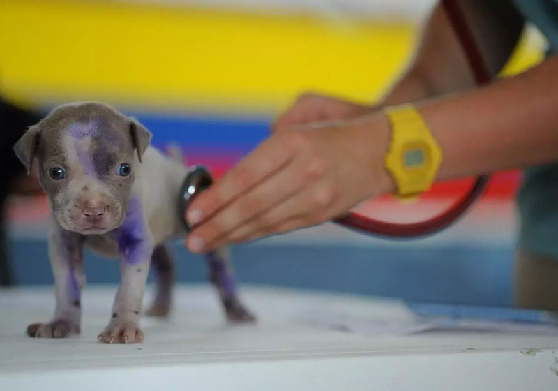 BH ganha primeiro hospital veterinário com atendimento gratuito
