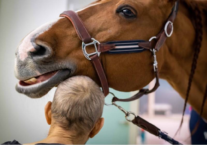Peyo, o cavalo "terapeuta" com um paciente - Foto: Jeremy Lempin/Divergence