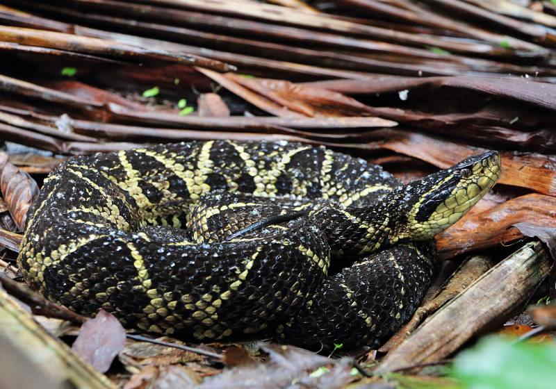 a Jararacuçu (Bothrops jararacussu) é uma víbora venenosa da família dos viperídeos. Além do Brasil, ela é encontrada na Bolívia Foto: Miguel Nema - Parque Estadual Serra do Mar