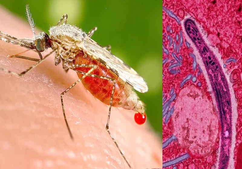 O remédio se mostrou eficácia de 100 por cento após 3 dias de uso em pacientes Foto: reprodução